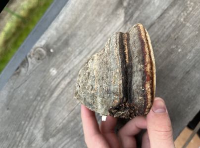 Práchnovec kopytovitý