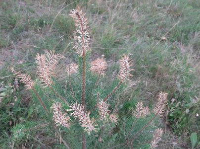 Kalichovka jedľov&aacute;