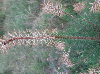 Kalichovka jedľov&aacute;