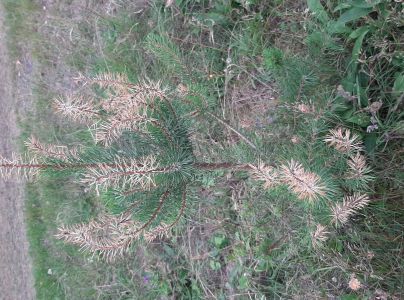 Kalichovka jedľov&aacute;