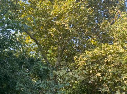 Sietnička platanov&aacute;