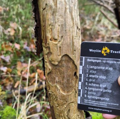 A - Ambiguously determined, we are not sure