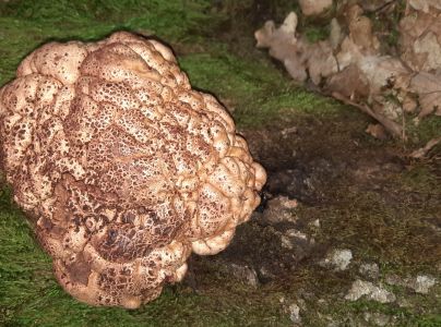 Tr&uacute;dnik &scaron;upinat&yacute;