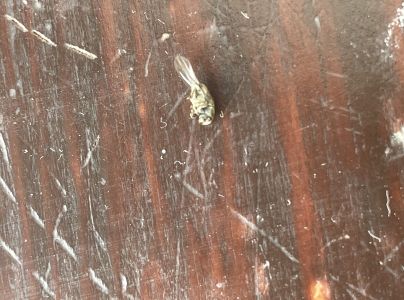 Lykokaz jaseňov&yacute;