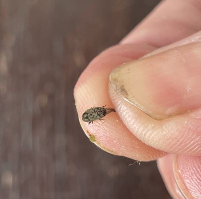 Hylesinus varius (=fraxini)