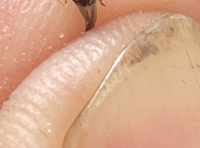 Lykokaz jaseňov&yacute;