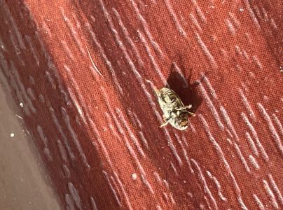 Lykokaz jaseňov&yacute;