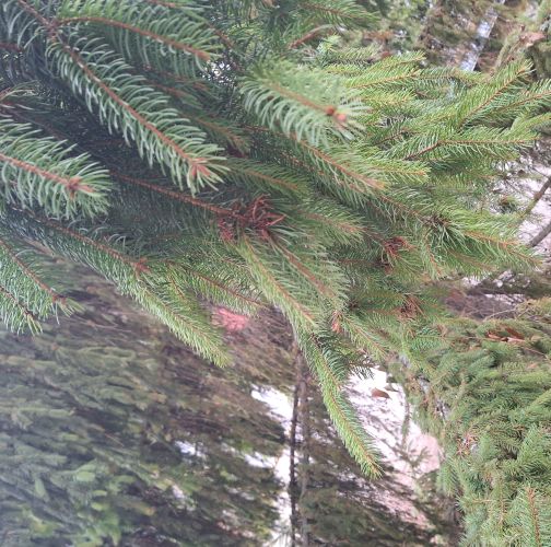 Michaela Goceliaková