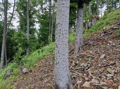 Lykožr&uacute;t bukov&yacute;