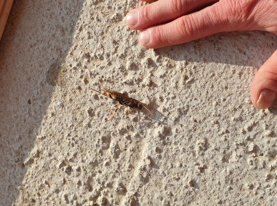 P&iacute;lovka veľk&aacute;