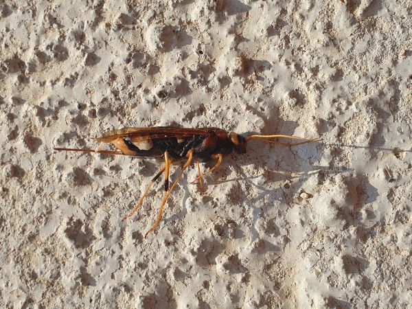Greater horntail wasp