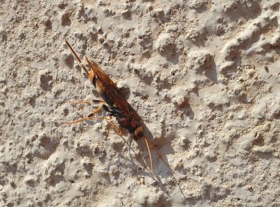 P&iacute;lovka veľk&aacute;