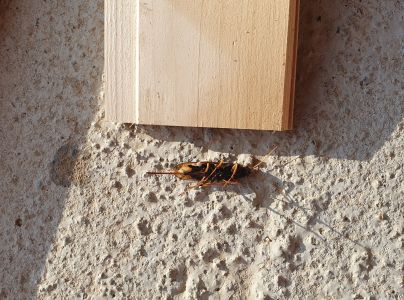 P&iacute;lovka veľk&aacute;