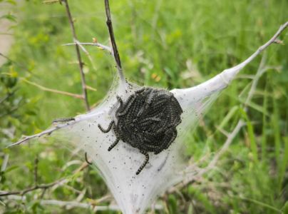 Priadkovec brezov&yacute;