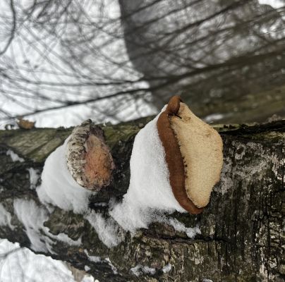 Piptoporus betulinus