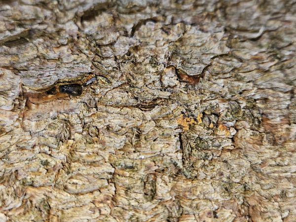 European spruce bark beetle