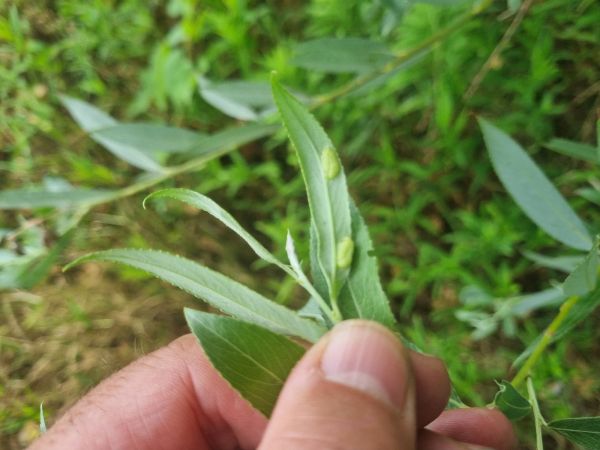 Sawfly Pontania proxima