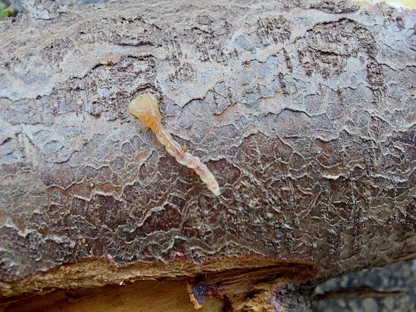 Cypress jewel beetle