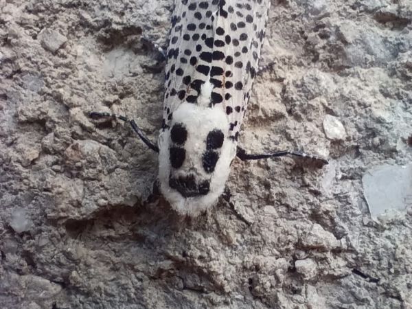 Leopard moth