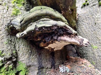 Pr&aacute;chnovec kopytovit&yacute;