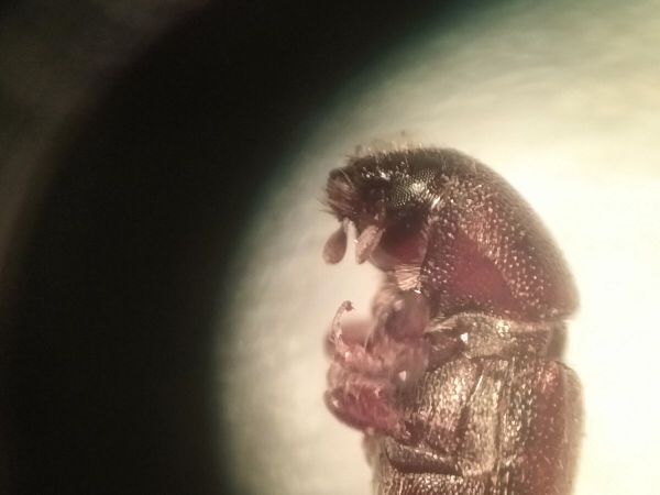 A - Ambiguously determined, we are not sure