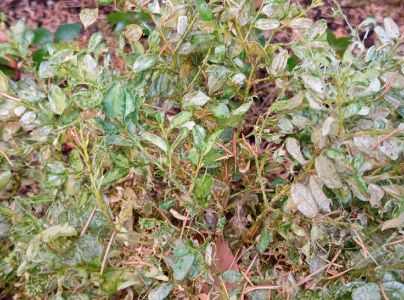 V&iacute;jačka kru&scaron;p&aacute;nov&aacute;