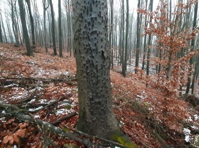 Lykožr&uacute;t bukov&yacute;