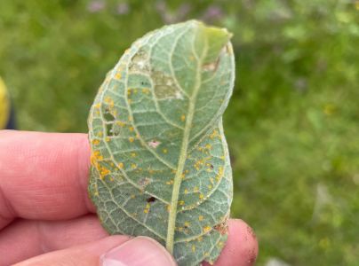 Hnedosp&oacute;rka vŕbov&aacute;