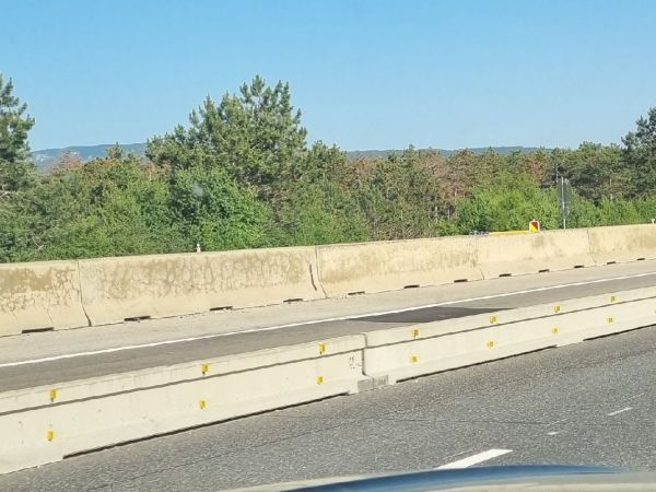 Six-toothed pine bark beetle