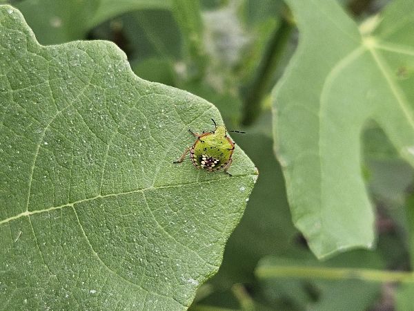 Southern green stink bug