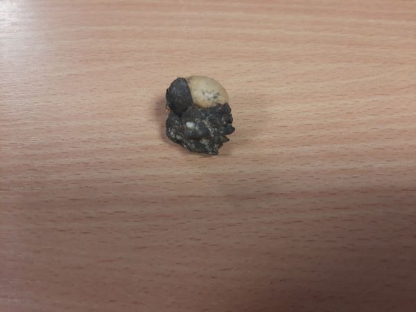 Gall wasp Andricus hungaricus