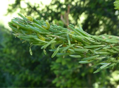 Piliarka horsk&aacute;