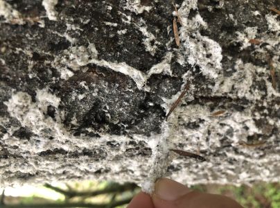 K&ocirc;rovnica jedľov&aacute; 