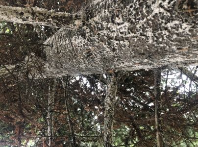 K&ocirc;rovnica jedľov&aacute; 