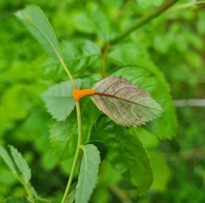 Phragmidium mucronatum