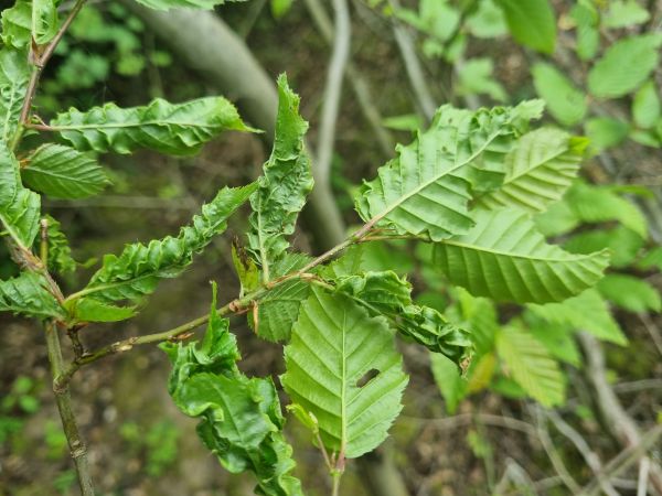 Mite Aceria macrotrichus