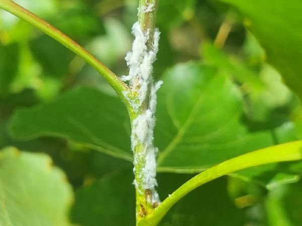 Citrus flatid planthopper