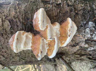 Pr&aacute;chnovček p&aacute;sikav&yacute; 