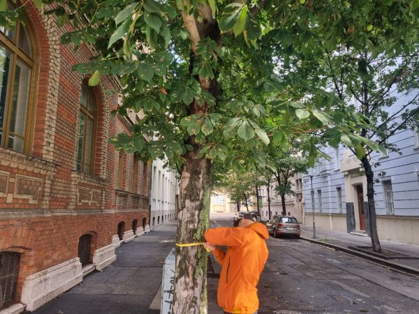 Horse-chestnut leaf miner