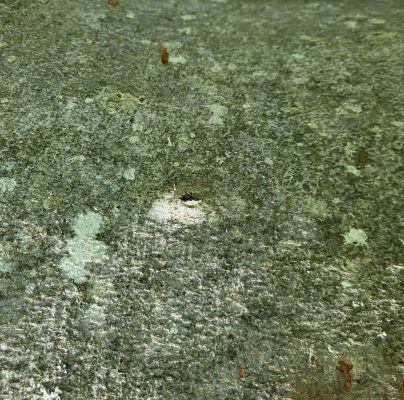 Taphrorychus bicolor 