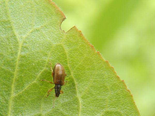 Phyllobius and Polydrusus weevils