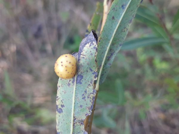 Willow berry sawfly