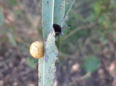 Piliarka hrčkov&aacute;