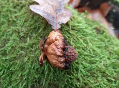 Hrčiarka Andricus dentimitratus