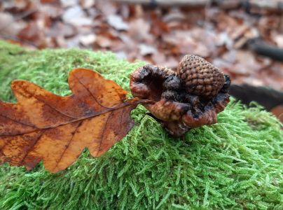 Hrčiarka Andricus dentimitratus