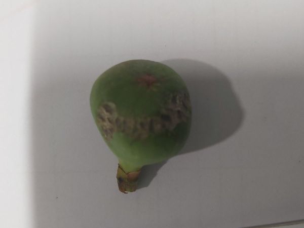 A - This species is not in the database yet