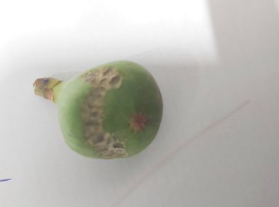 A - This species is not in the database yet