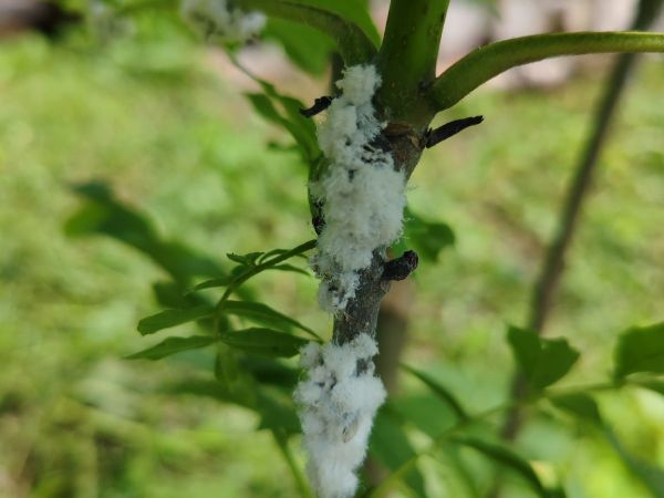 Aphid Prociphilus bumeliae 