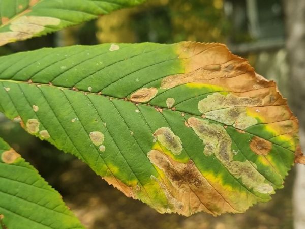 Horse-chestnut leaf miner
