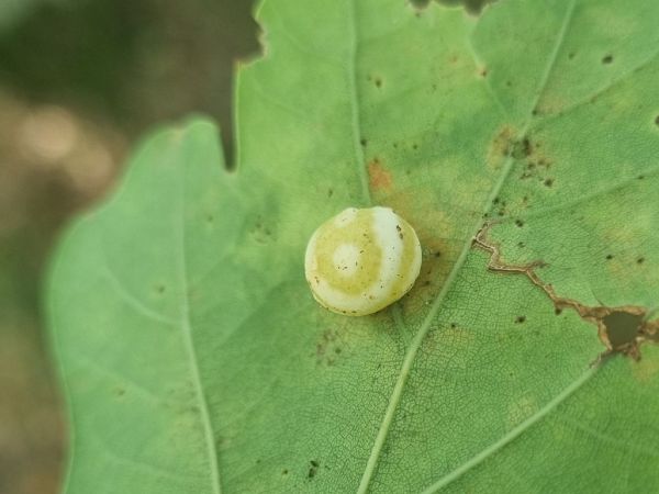 Striped pea gall wasp